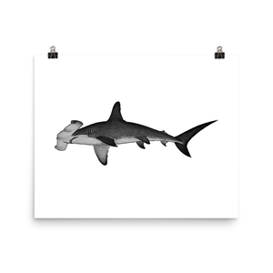 Hammerhead Shark Pencil Drawing Print No. 5