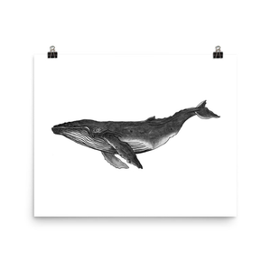 Humpback Whale Pencil Drawing Print No. 1