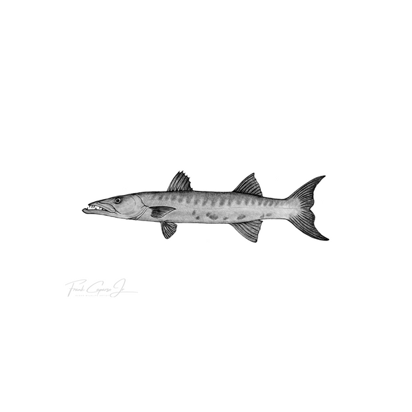 Great Barracuda Pencil Drawing Print No. 1