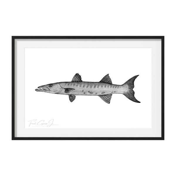 Great Barracuda Pencil Drawing Print No. 1