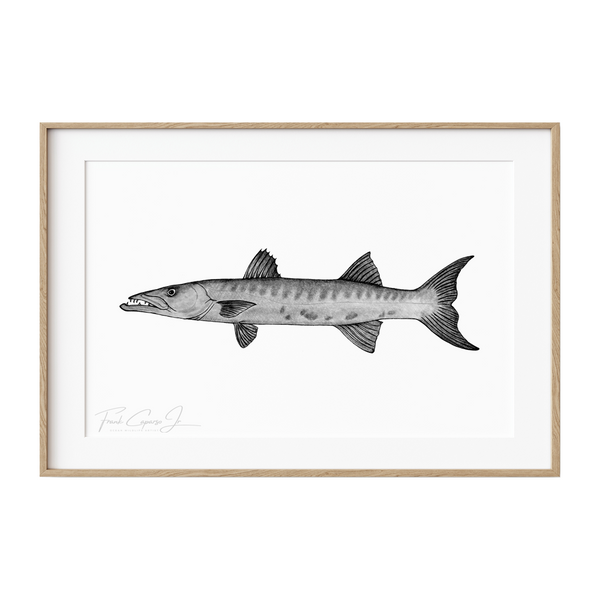 Great Barracuda Pencil Drawing Print No. 1