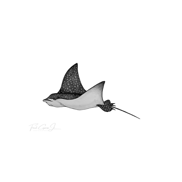 Spotted Eagle Ray Pencil Drawing Print No. 1