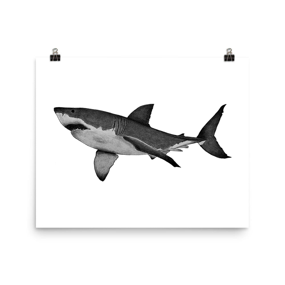 Shark Drawing PNG Transparent SVG Vector | OnlyGFX.com