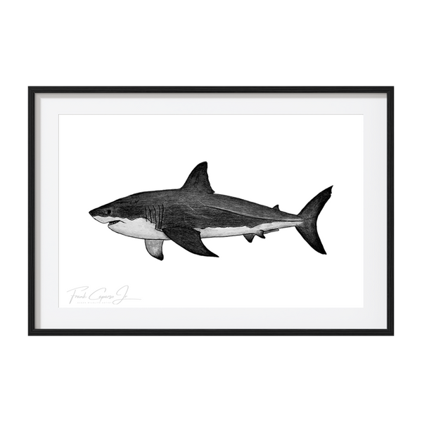 Great White Shark Pencil Drawing Print No. 2