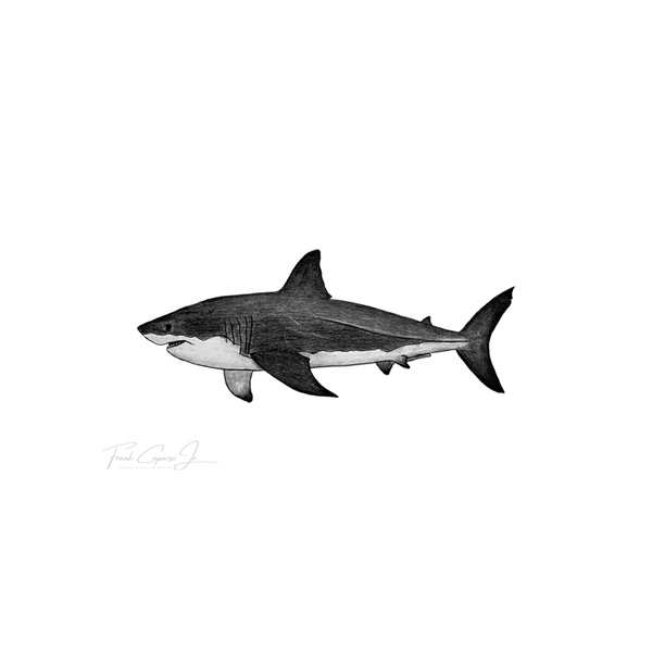 Great White Shark Pencil Drawing Print No. 2