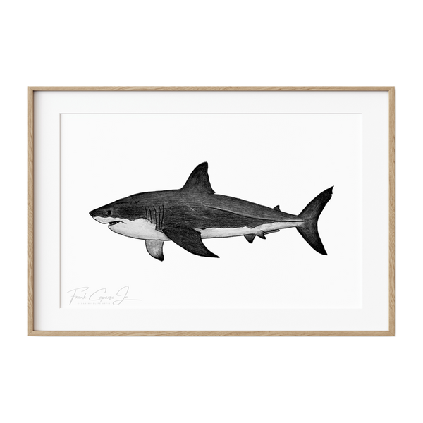 Great White Shark Pencil Drawing Print No. 2