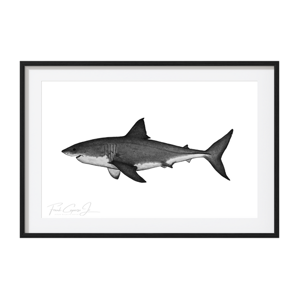 Great White Shark Pencil Drawing Print No. 5