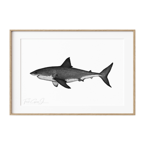 Great White Shark Pencil Drawing Print No. 5