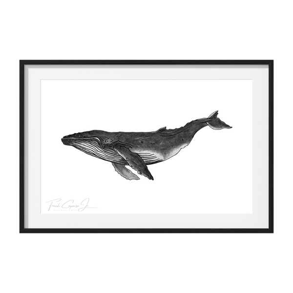 Humpback Whale Pencil Drawing Print No. 1