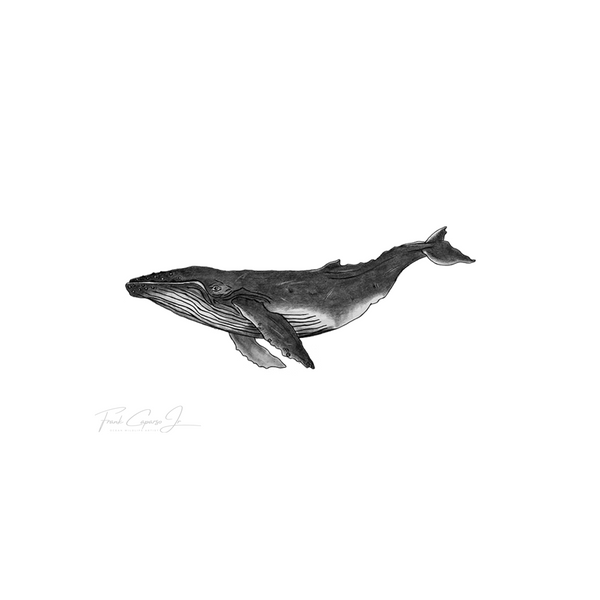 Humpback Whale Pencil Drawing Print No. 1