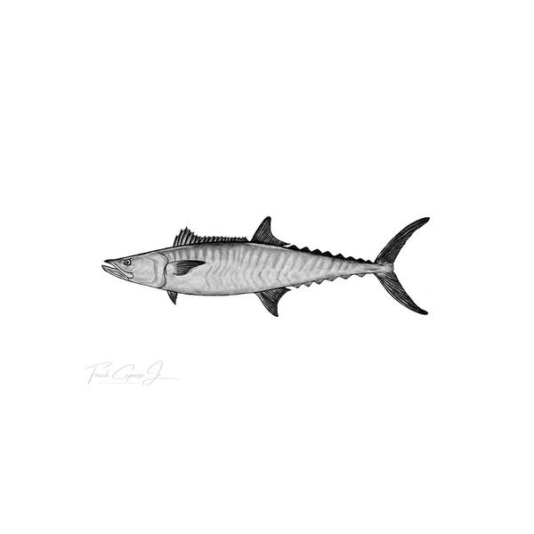 Mackerel Pencil Drawing Print No. 1