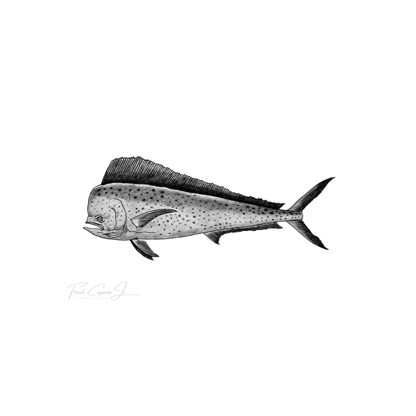 Mahi Mahi Pencil Drawing Print No. 1