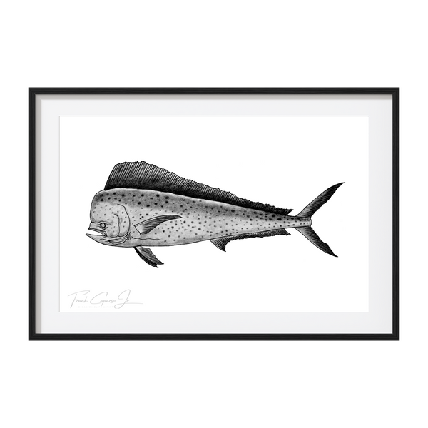 Mahi Mahi Pencil Drawing Print No. 1