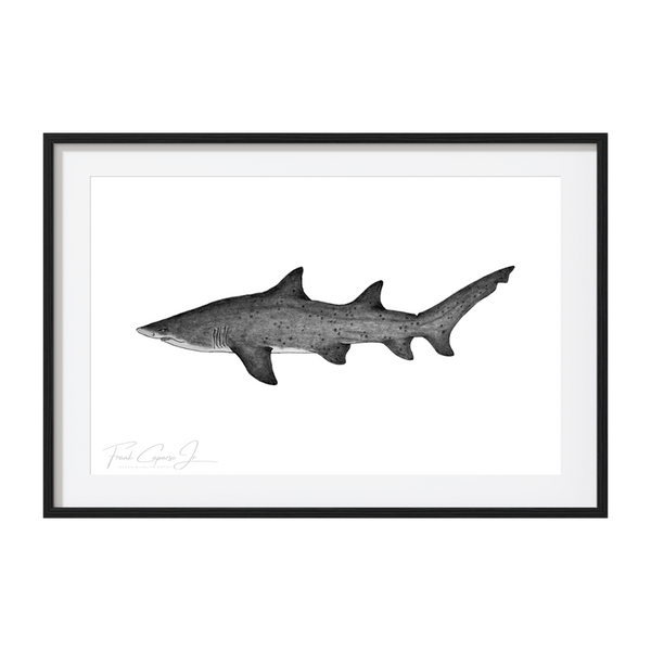 Sand Tiger Shark Pencil Drawing Print No. 1