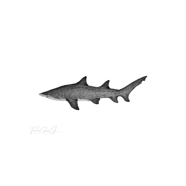 Sand Tiger Shark Pencil Drawing Print No. 1