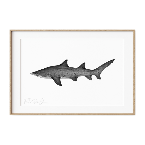 Sand Tiger Shark Pencil Drawing Print No. 1