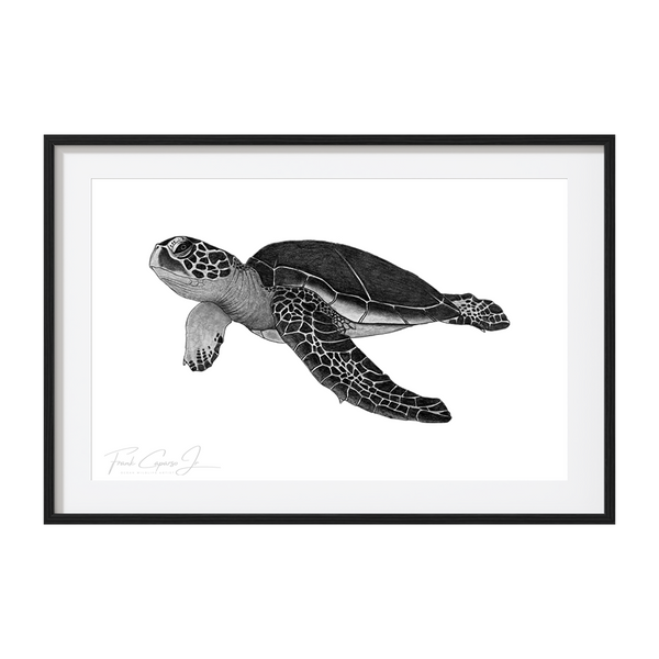 Green Sea Turtle Pencil Drawing Print No. 1