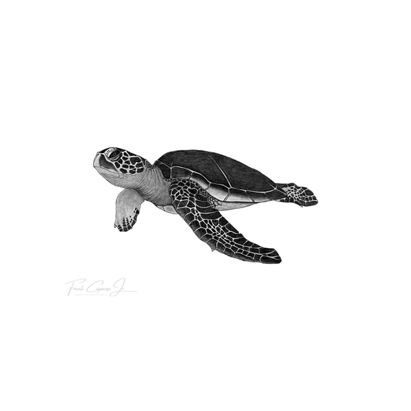 Green Sea Turtle Pencil Drawing Print No. 1