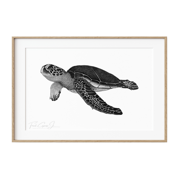 Green Sea Turtle Pencil Drawing Print No. 1