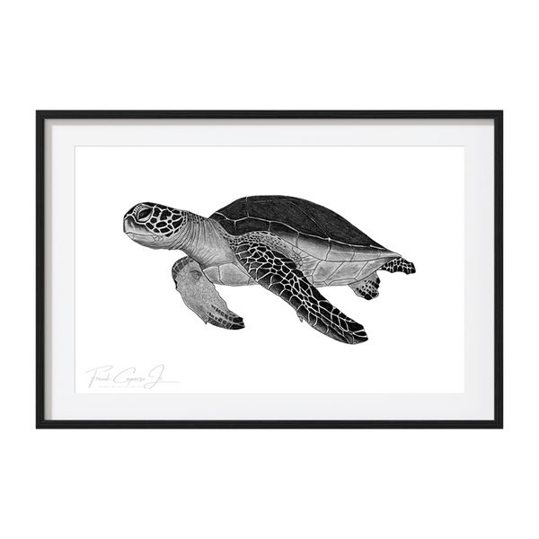 Green Sea Turtle Pencil Drawing Print No. 2