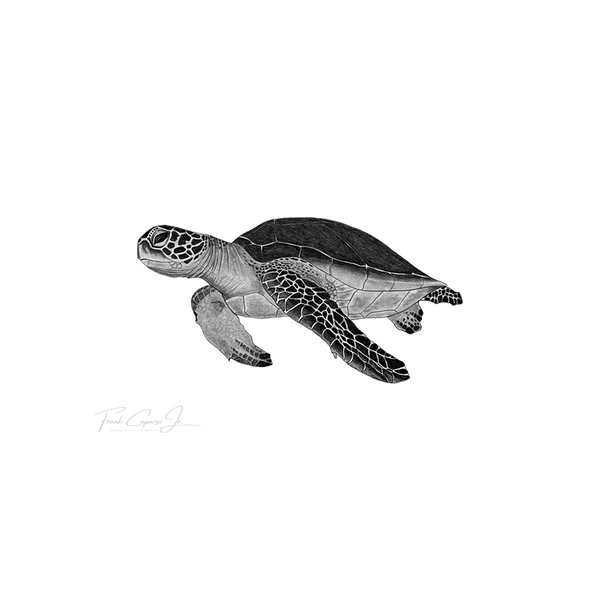 Green Sea Turtle Pencil Drawing Print No. 2