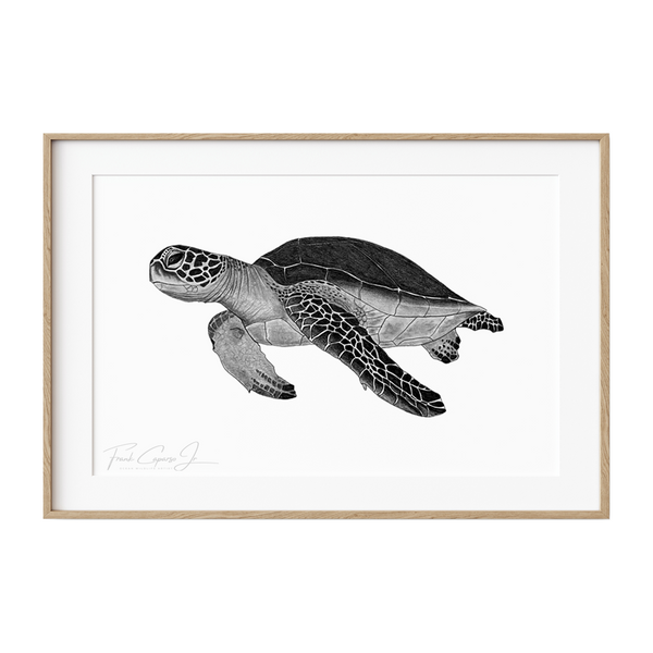 Green Sea Turtle Pencil Drawing Print No. 2