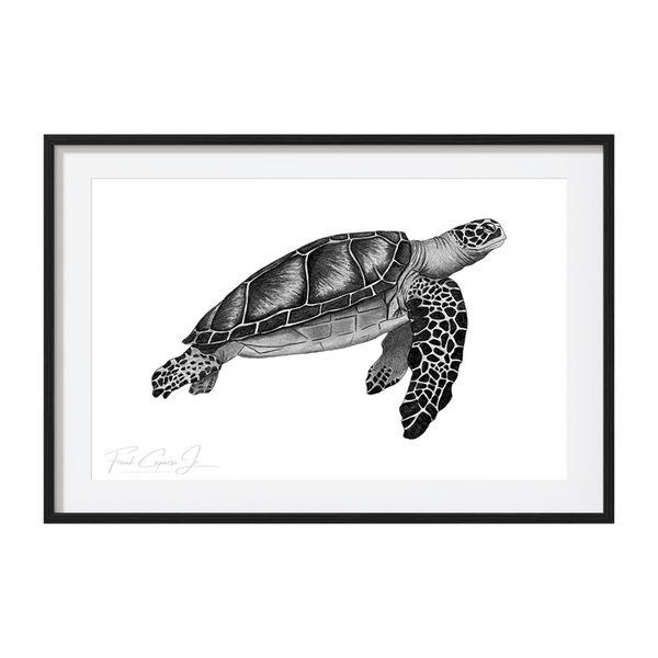 Green Sea Turtle Pencil Drawing Print No. 3