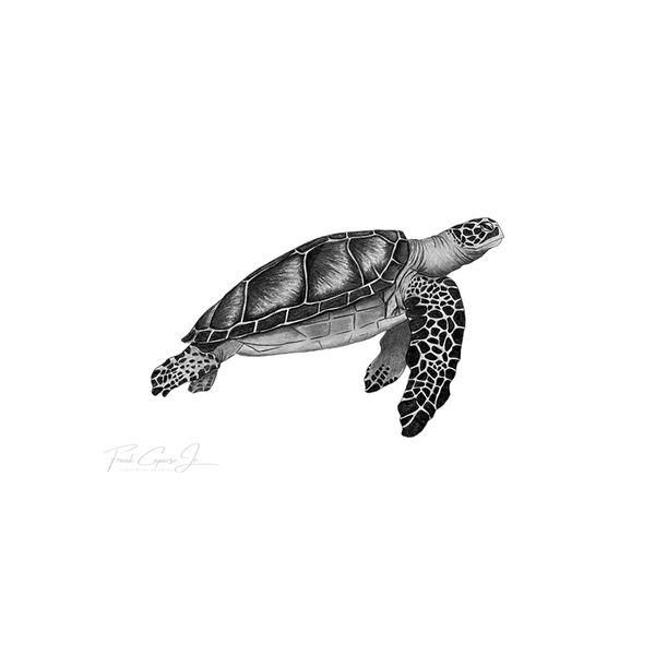 Green Sea Turtle Pencil Drawing Print No. 3