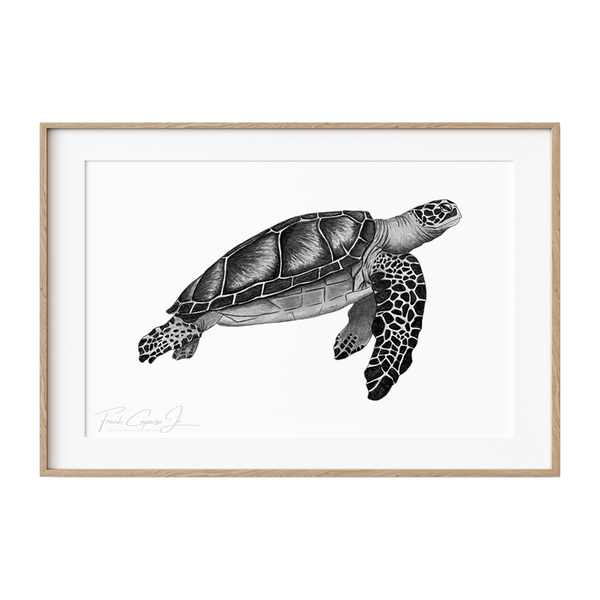 Green Sea Turtle Pencil Drawing Print No. 3