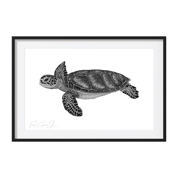 Green Sea Turtle Pencil Drawing Print No. 7