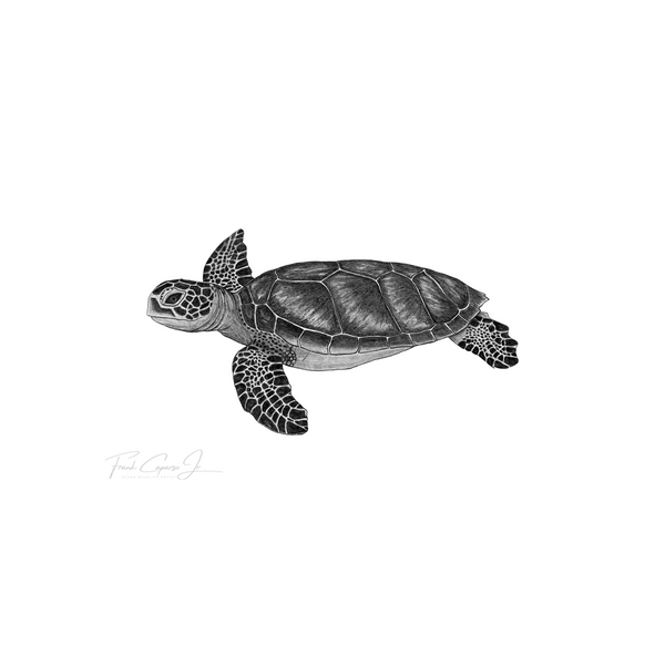 Green Sea Turtle Pencil Drawing Print No. 7