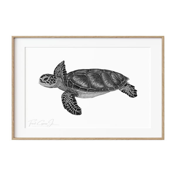 Green Sea Turtle Pencil Drawing Print No. 7