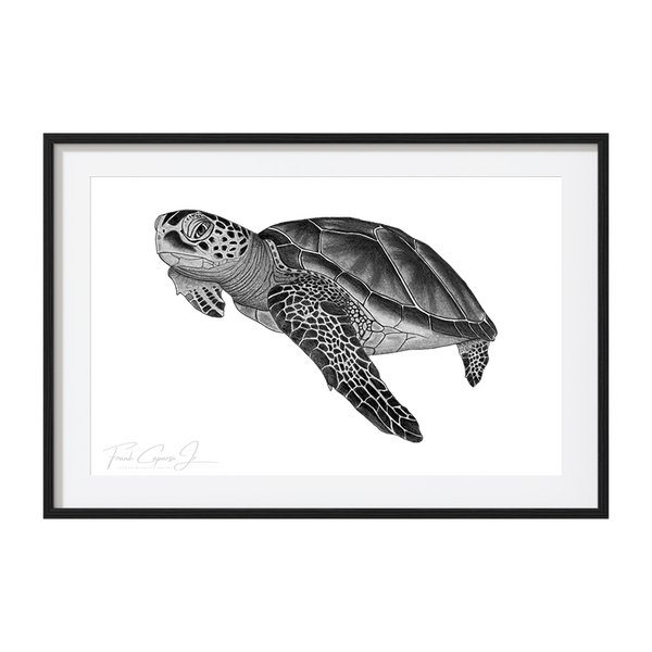 Green Sea Turtle Pencil Drawing Print No. 8