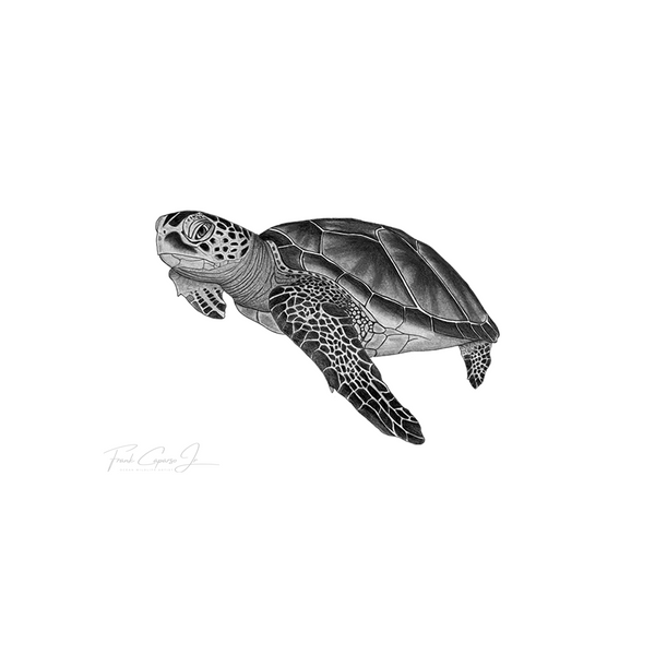 Green Sea Turtle Pencil Drawing Print No. 8