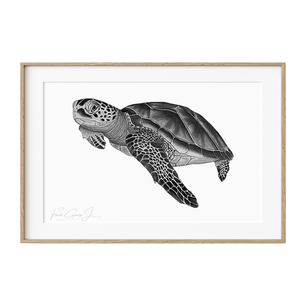 Green Sea Turtle Pencil Drawing Print No. 8