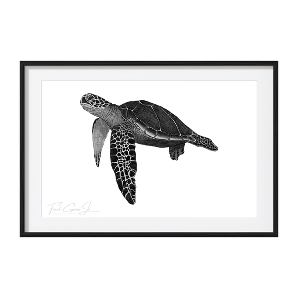 Green Sea Turtle Pencil Drawing Print 9