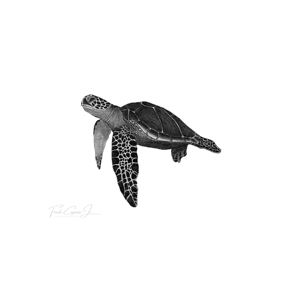 Green Sea Turtle Pencil Drawing Print 9