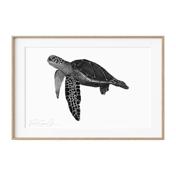 Green Sea Turtle Pencil Drawing Print 9