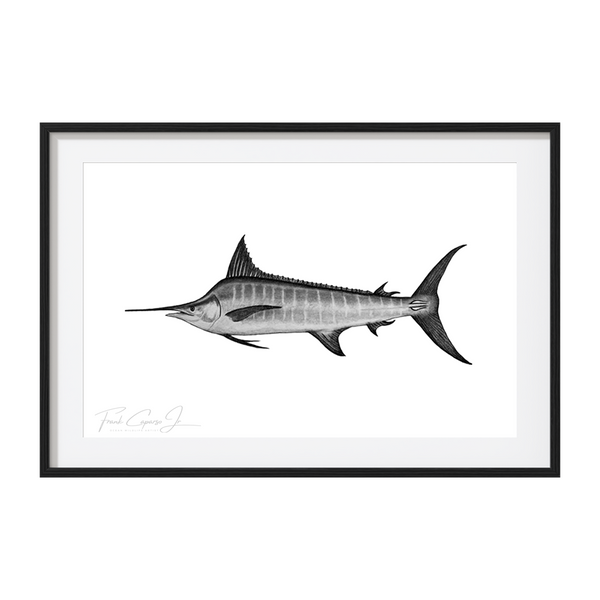 Striped Marlin Pencil Drawing Print No. 1