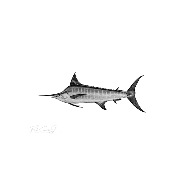 Striped Marlin Pencil Drawing Print No. 1