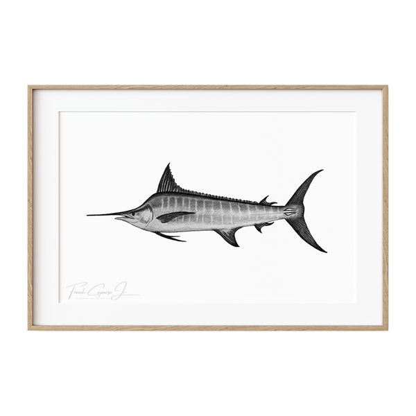 Striped Marlin Pencil Drawing Print No. 1