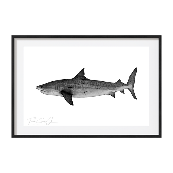 Tiger Shark Pencil Drawing Print No 1