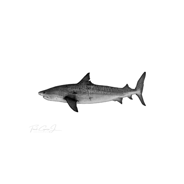 Tiger Shark Pencil Drawing Print No 1