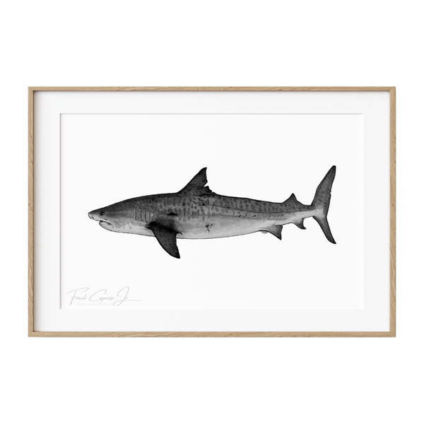 Tiger Shark Pencil Drawing Print No 1