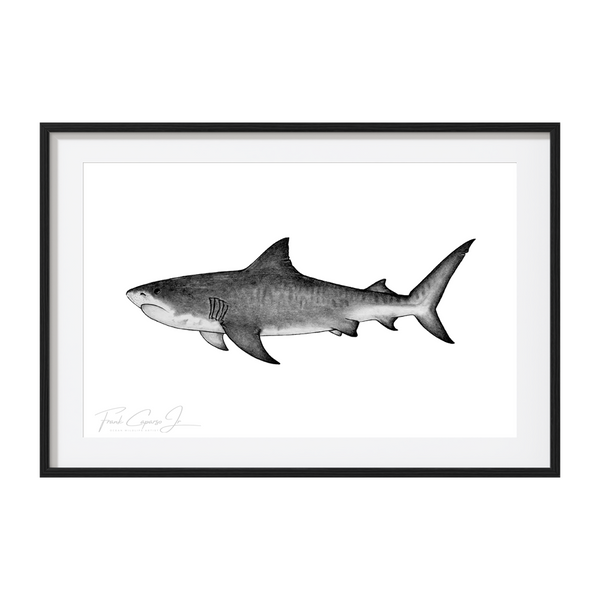 Tiger Shark Pencil Drawing Print No. 3