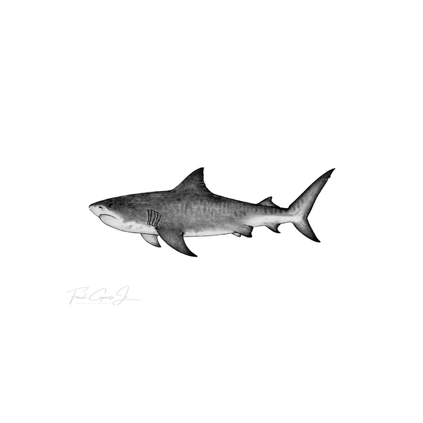 Tiger Shark Pencil Drawing Print No. 3