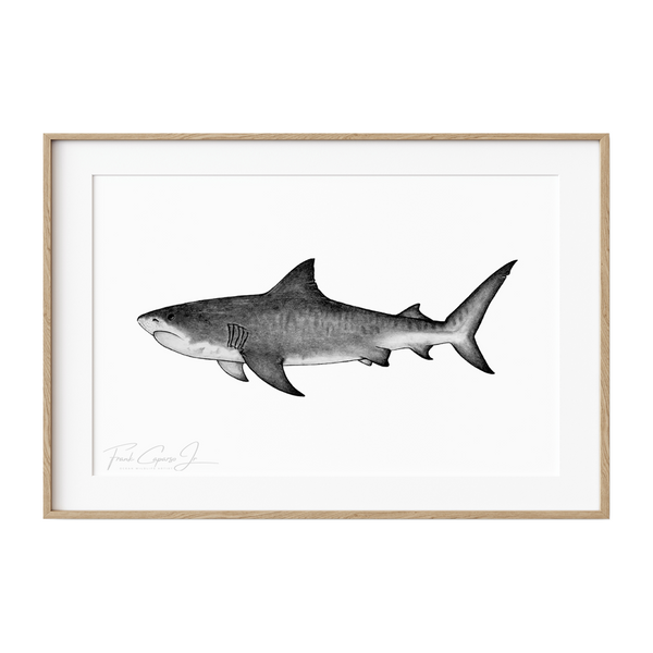 Tiger Shark Pencil Drawing Print No. 3