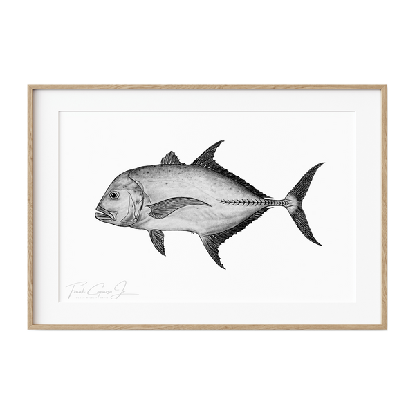 Giant Trevally Pencil Drawing Print No. 1