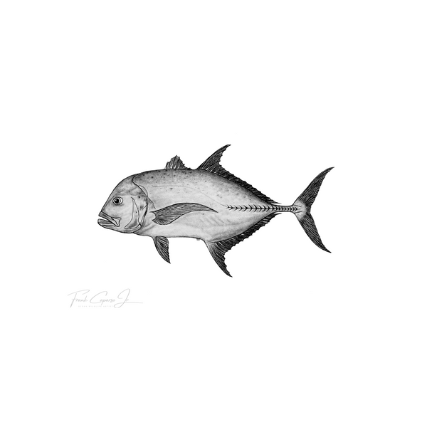 Giant Trevally Pencil Drawing Print No. 1