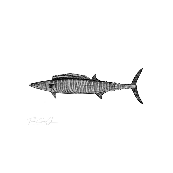 Wahoo Pencil Drawing Print No. 1